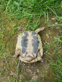 Adulte männliche Griechische Landschildkröte NZ 2009