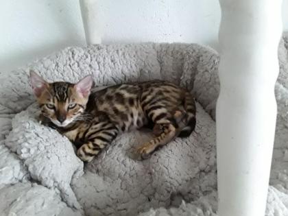 Süsse Bengal Kitten
