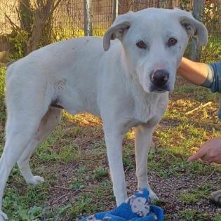 Aramis / Status sucht ein Zuhause