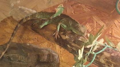 Zwei wasseragame Handzahm