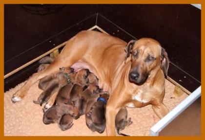 Süsse Rhodesian Ridgeback Welpen in der Hedermühle-Salzkotten