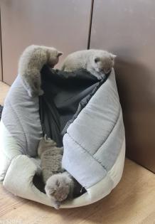 BKH Kitten suchen ein Zuhause