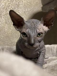 Kanadische Sphynx Katzenbabys