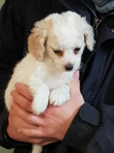 Cockapoo pudel cocker zauberhafte welpen