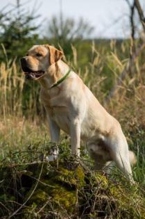 Labrador-Welpen, braun, reinrassig, Rüde Hündin je 1x
