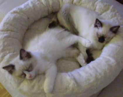 Ragdollkitten