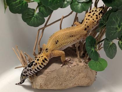 Leopardgecko aus Rostock 24. 11. 2024