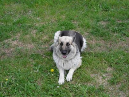 Hallo ich bin Laika