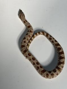Hakennasennattern Heterodon nasicus
