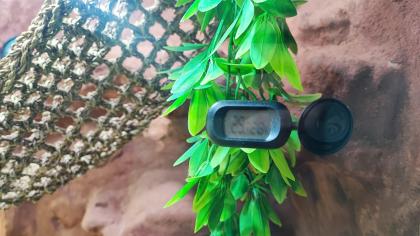 Bartagame mit Terrarium und Technik