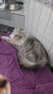 Perser kitten mit Nase