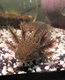 Junge Axolotl in verschiedenen Farben
