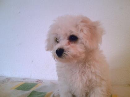 Bichon Frise