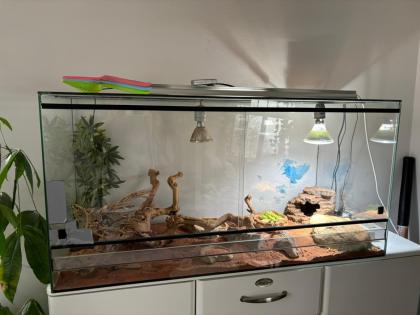2 x Dornschwanzagamen inkl. Terrarium wegen Umbau