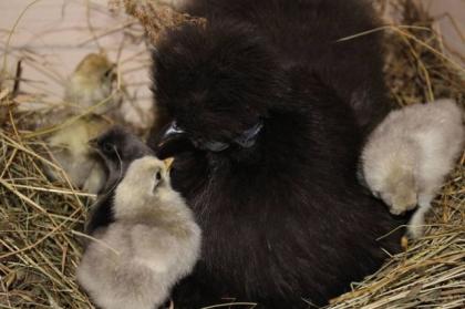 Zutrauliche Zwergseidenhühner Küken in vielen Farben