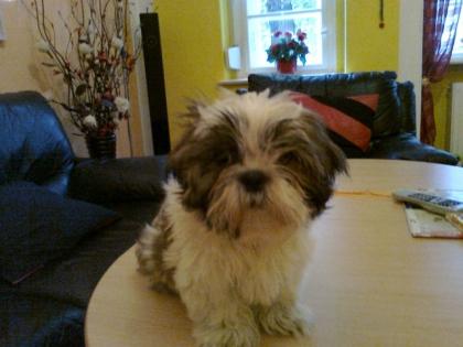 Liebe Shi Tzu Hündin zu verkaufen