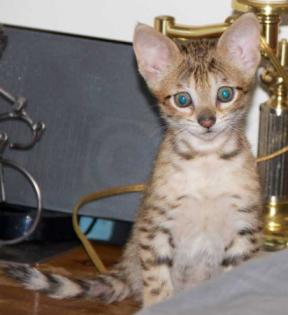 Bengalen und Bengalinen Bengal Kitten Katzen Kater Katze