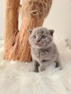 Liebevolle Kitten zu verkaufen