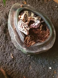 Leopardengecko