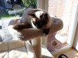 Ragdoll Katze Colourpoint Sealpoint
