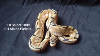 Python Regius Bestandsverkleinerung