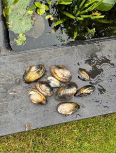 Teichmuscheln Wasserfilter