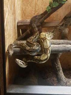 Terrarium mit Zubehör und 2 Boa constrictor
