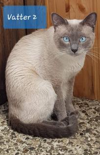 Siam / Thai Kitten Blue Point, Babys, Kätzchen. 1 Junge. Abgabebereit.