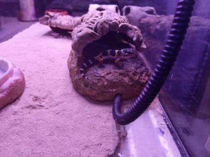 Leopardengeckos