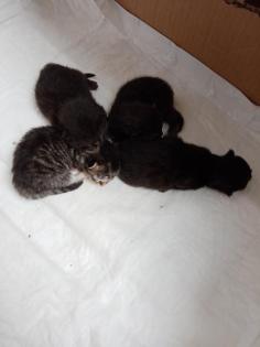 Coony-Mix Kitten