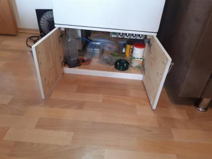 Jemenchamäleon und Terrarium zu verkaufen