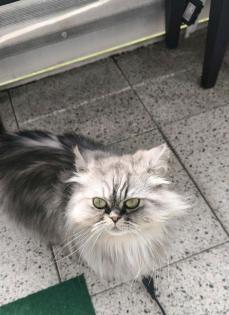 Perser und perser maincoon Mix