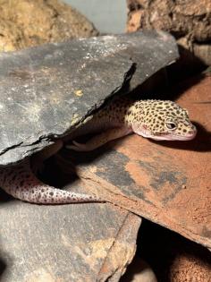 Leopardgecko-Männchen