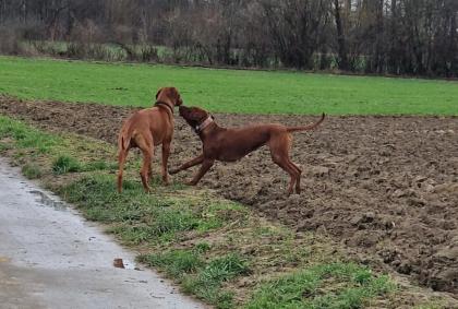 Pigmentstarke Livernose Rhodesian Ridgeback Welpen
