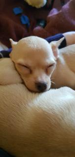 Süßer Chihuahua-Welpe in liebevolle Hände abzugeben -