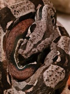 Boa constrictor imperator