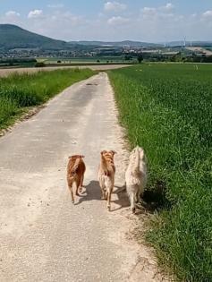 Hundebetreuung und Tier- und Haussitting