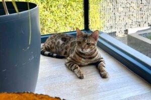 OTIS - männlich 4 Jahre Bengal Gechipt Kastriert