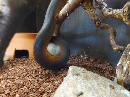 Weißlippenpythons abzugeben