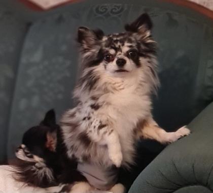 Deckrüde Chihuahua Silber Merle