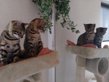 2 Reinrassige Bengal kitten Weibchen mit Ahnentafel