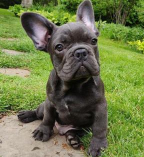 Wunderschöne Welpen der französischen Bulldogge