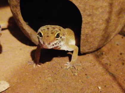 Leopardgeckos, 1 Männlein, 2 Weiblein sowie 1 weibliches Jungtier