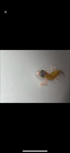 Leopardgecko nachzuchten