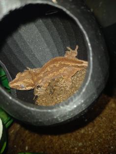 Höckerkopfgecko 0. 0. 1 mit Terrarium