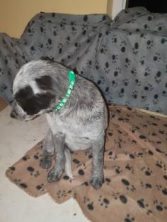 Australien Cattle Dog Mix, Texas Heeler, Australien Cattle dog x Shepard
