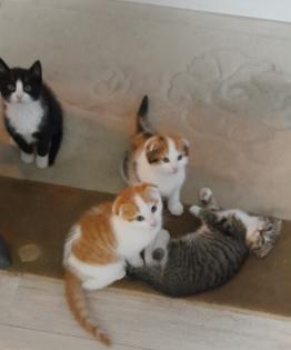 Kitten scotische Mutter und EKH Vater