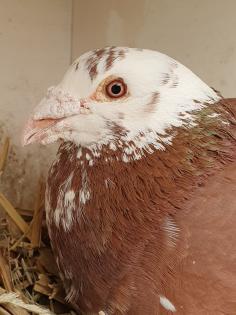 Choco Meulemans Brieftauben