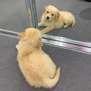 Golden Retriever Welpen