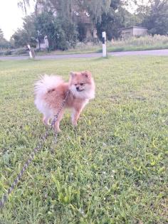 Zweck spitz